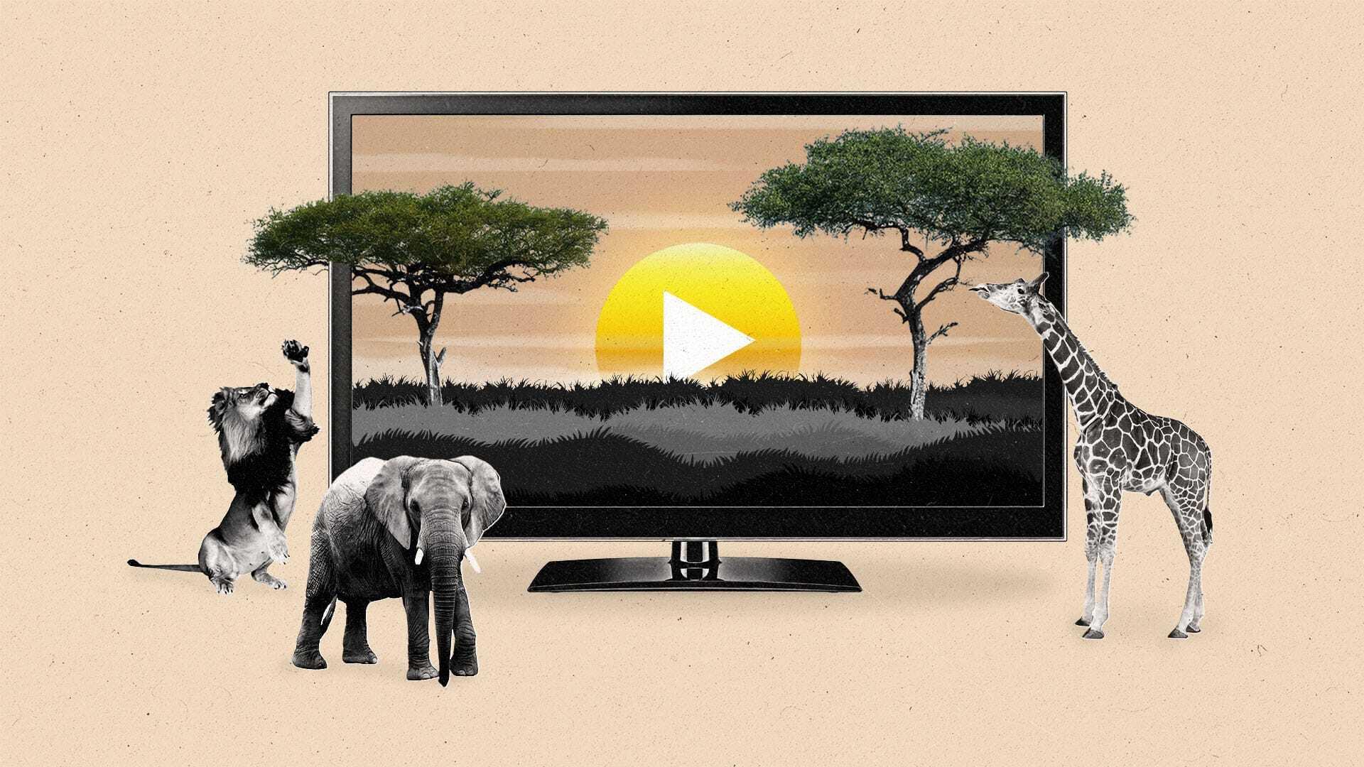 A play button appears on the rising sun above an African savannah on a connected TV as animals interact with it.