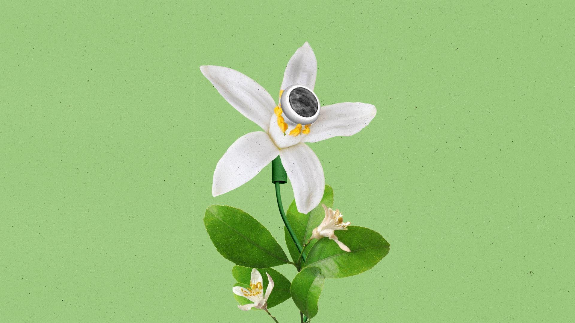 An earbud growing from the center of a blooming flower.