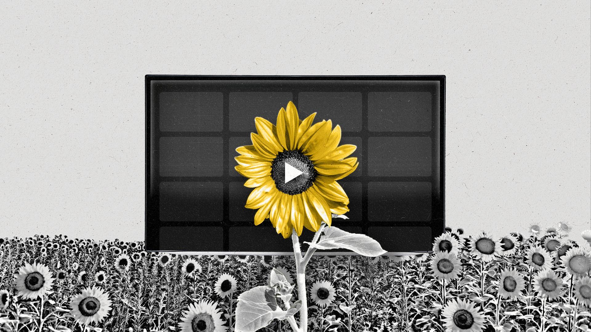 A yellow sunflower in a field of black and white flowers in front of a screen.