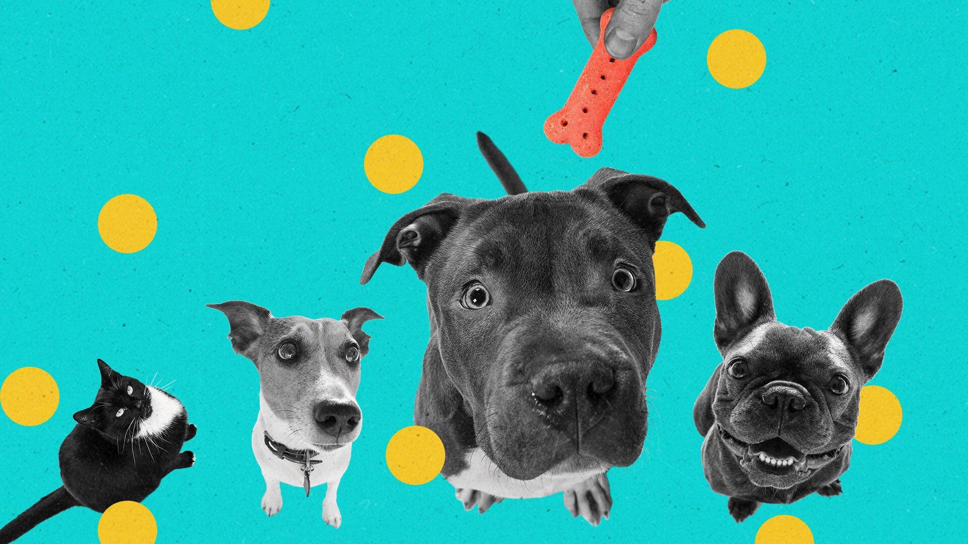 The pandemic pet ownership boom has cat and dog brands slobbering