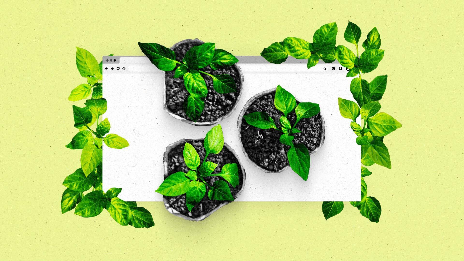 Top view of 3 potted plants arranged to look like Scope3 icon on top a browser window nested in leaves.