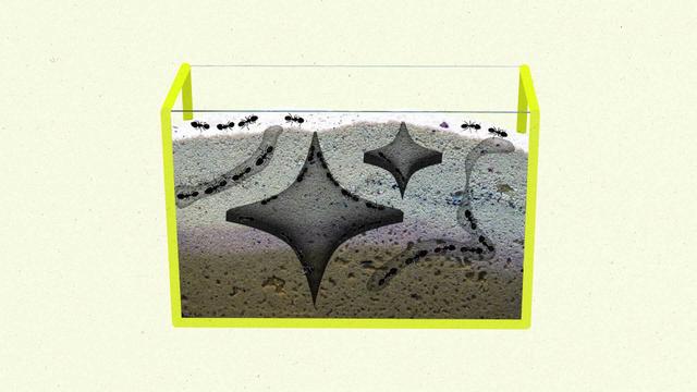 Transparent ant farm with bright neon yellow frame, showing ants that have dug an AI symbol shaped groove in the sand.