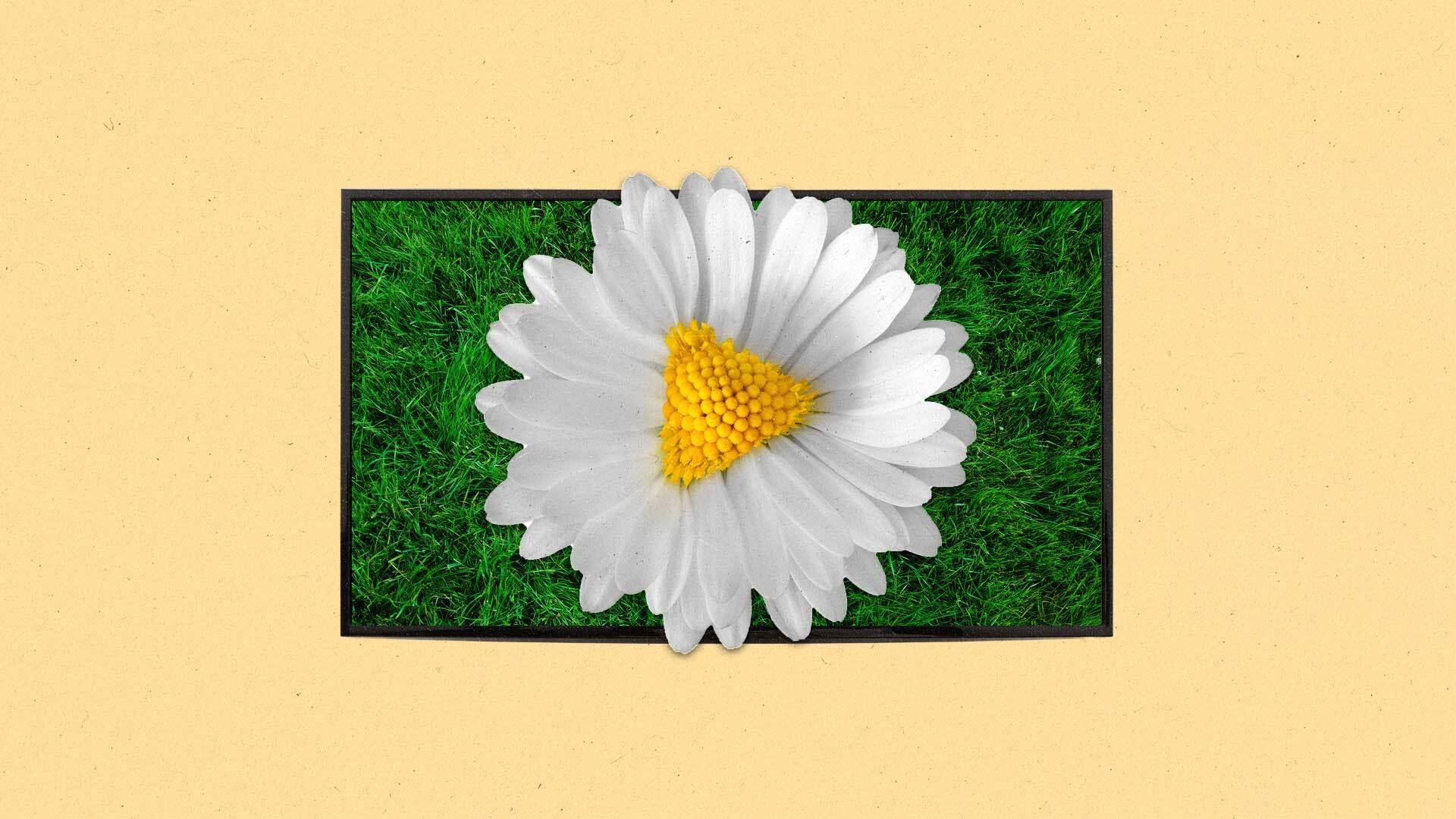 A daisy with a play button-shaped yellow center emerges from a TV showing grass on screen