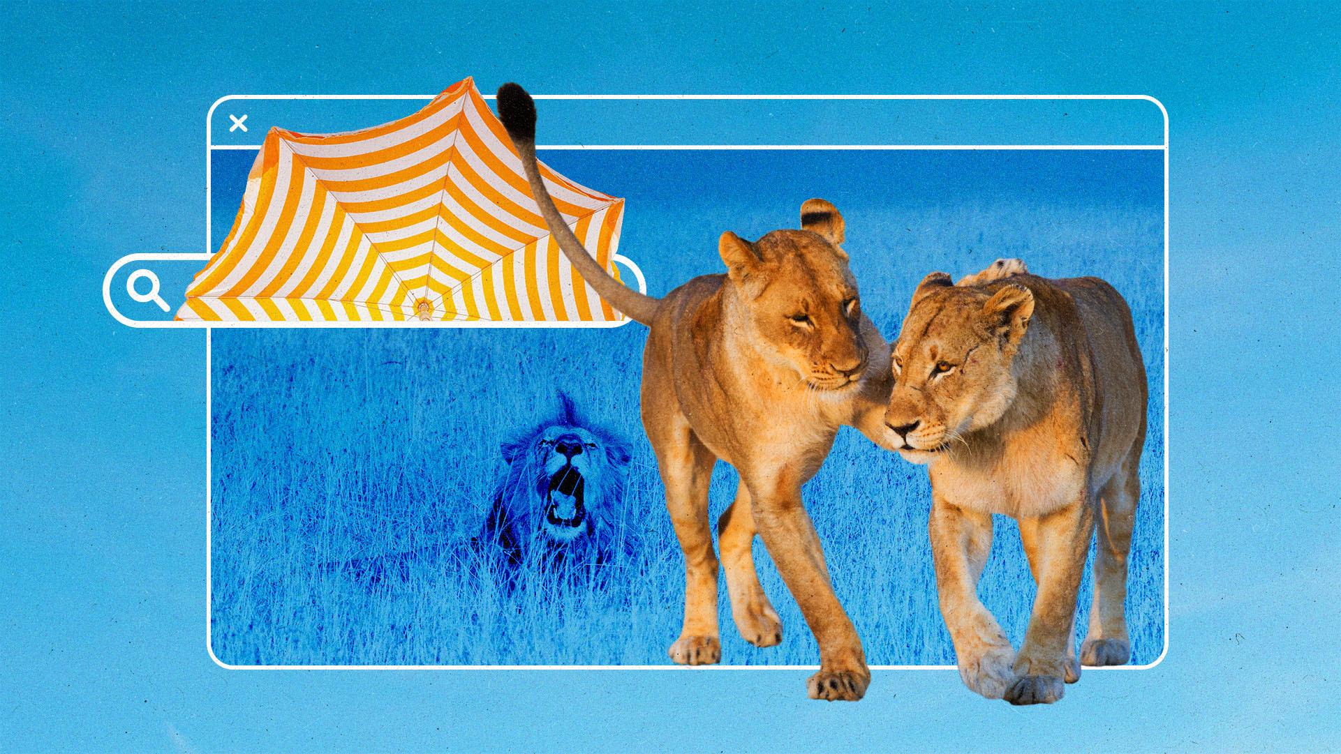 Collage of lions walking out of a browser window, an umbrella in a search bar