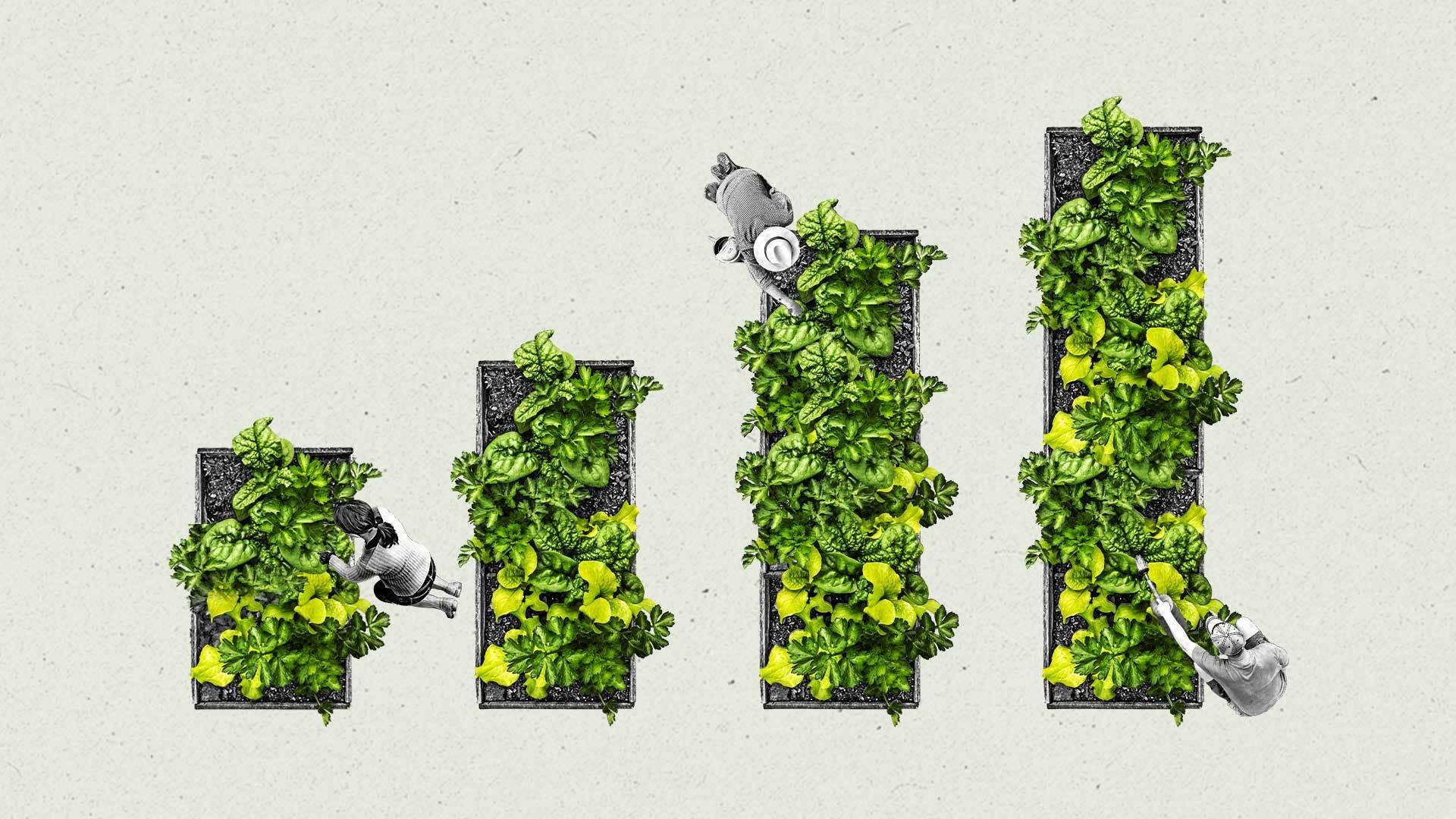 A view of gardeners tending two 4 plant beds resembling an ascending bar chart.