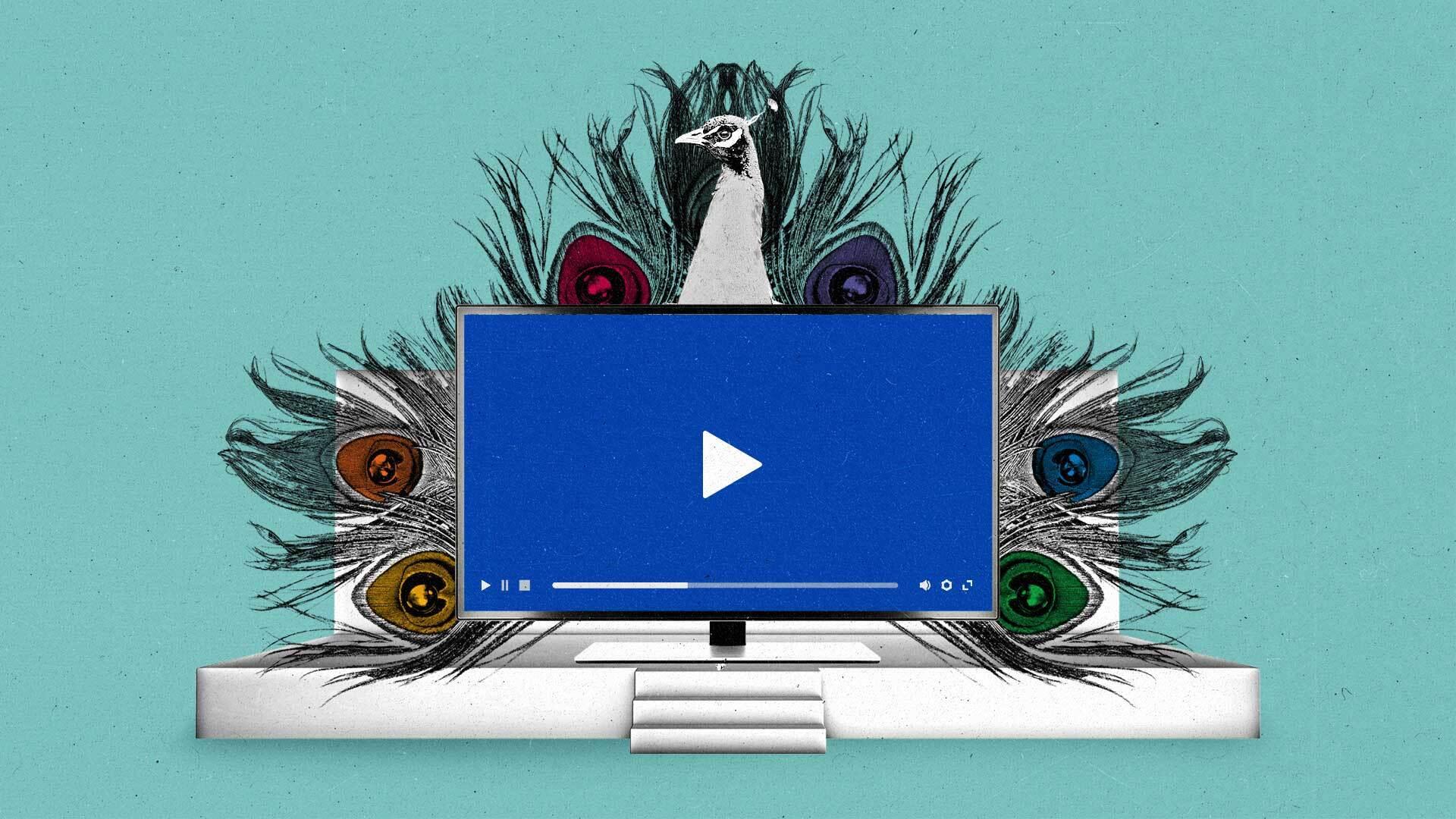 A peacock fans its feathers on a stage behind a connected TV.