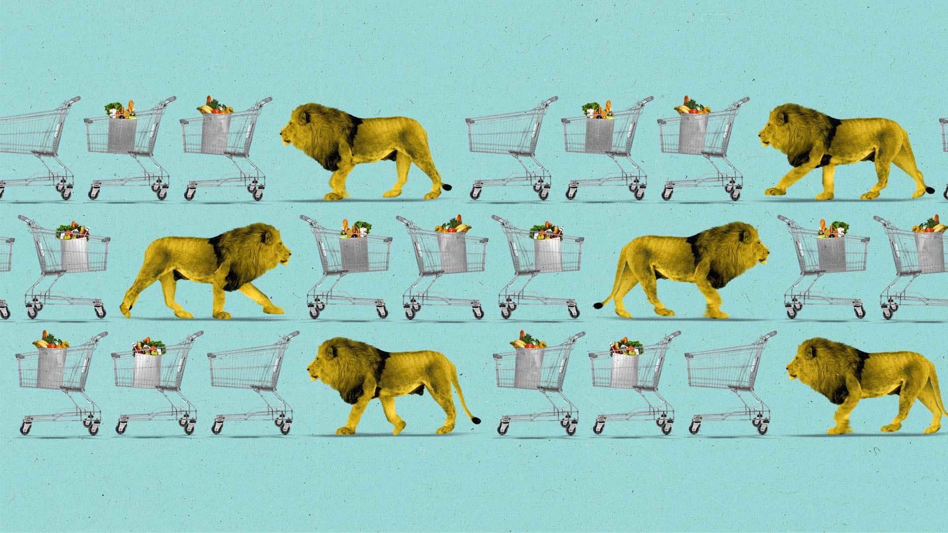 Numerous shopping carts with groceries next to lions.
