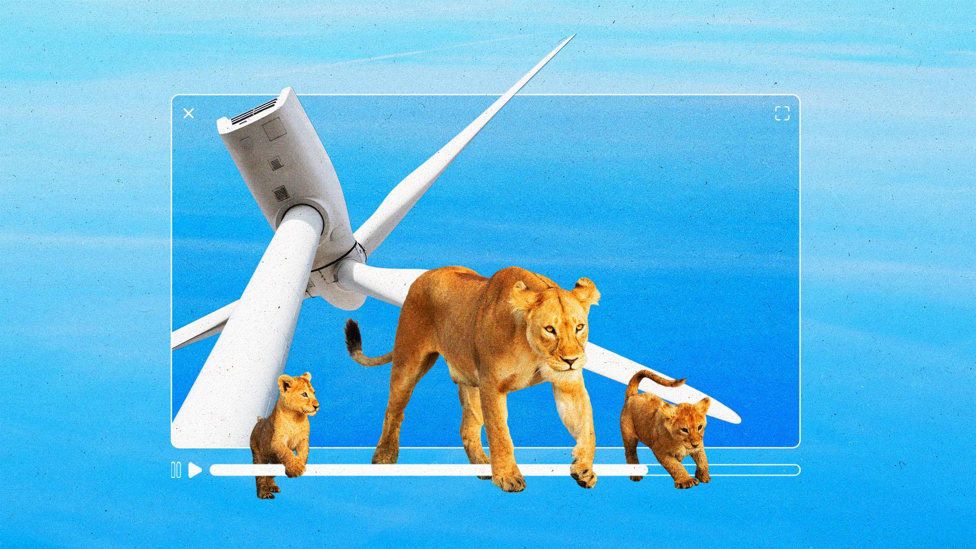 A lioness and two cubs emerging from a streaming video UI with a large wind turbine behind them.