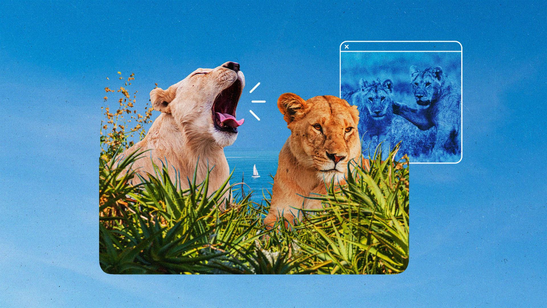 Lions roar in a field of grass next to an internet browser window with lion cubs on it.