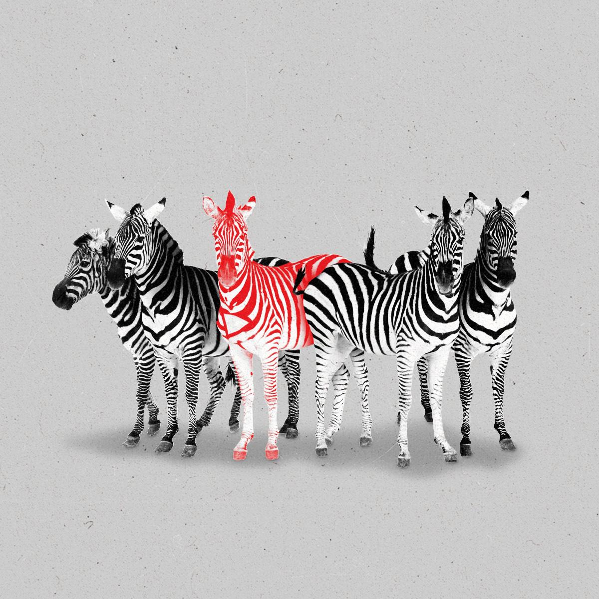 A group of Zebras, one with red stripes and a play button on its chest.