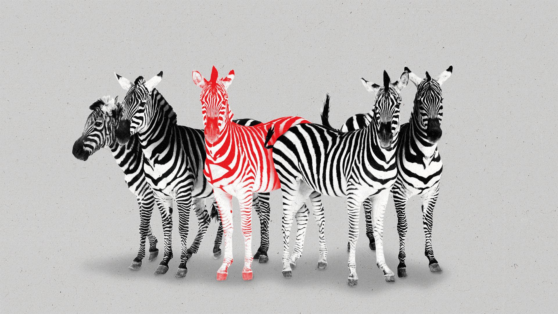 A group of Zebras, one with red stripes and a play button on its chest.