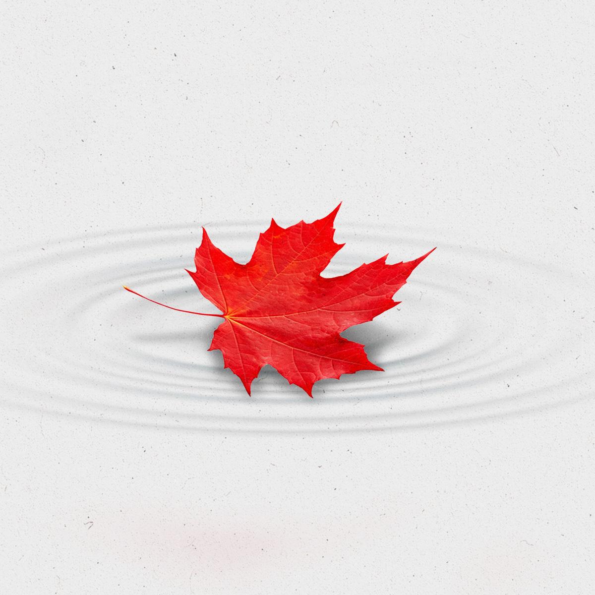 Red maple leaf landing on the surface of light water, creating ripples.
