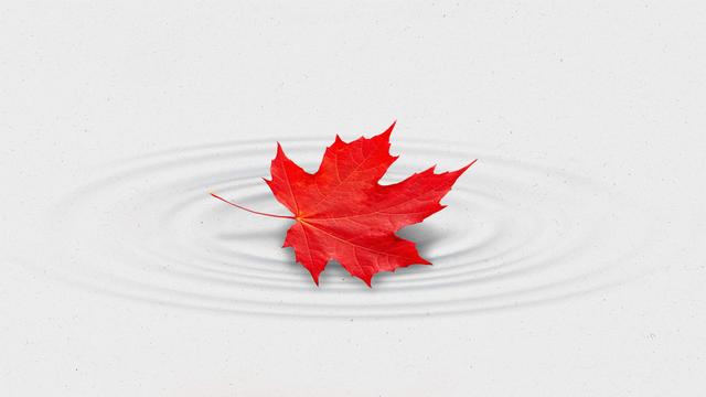 Red maple leaf landing on the surface of light water, creating ripples.